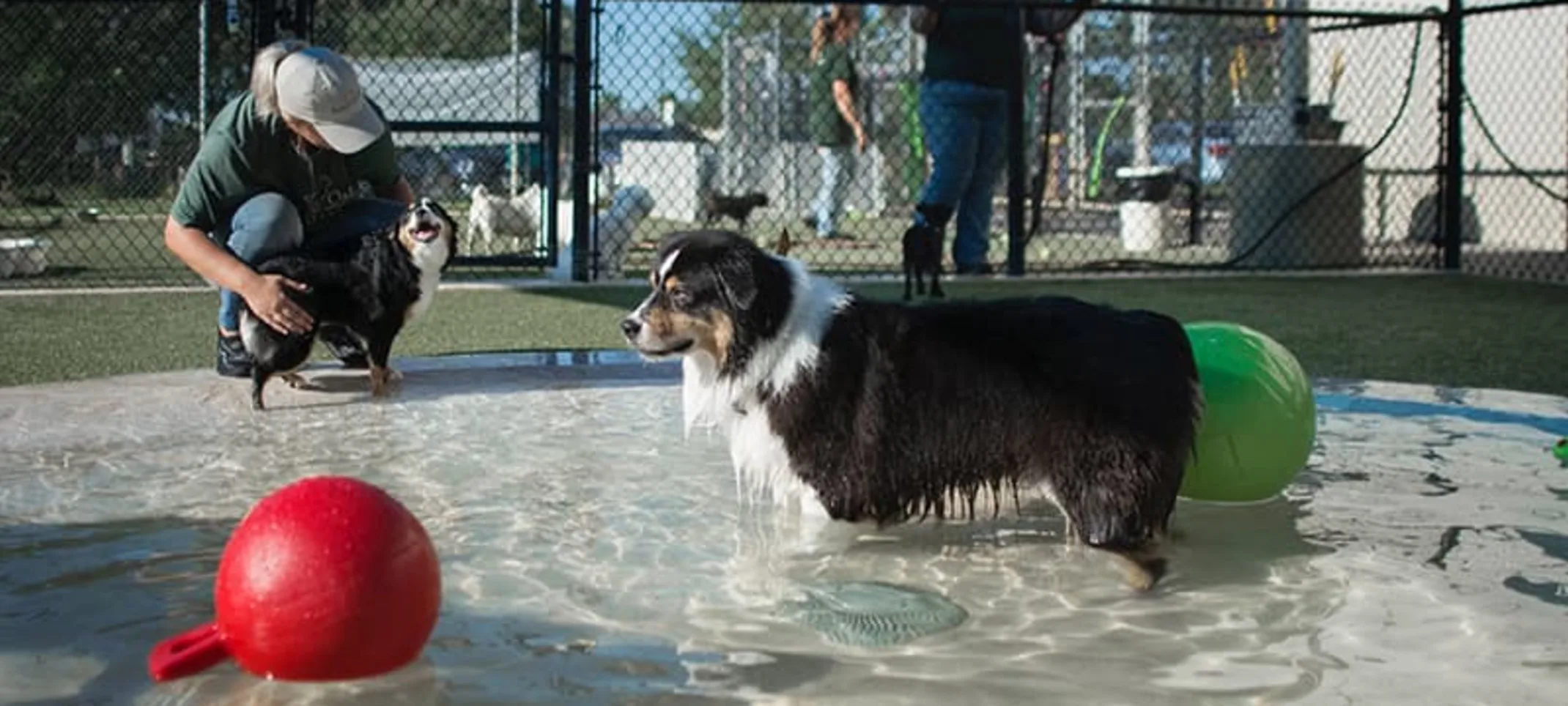 Dog playing with ball in pool at Rover Oaks Pet Resort